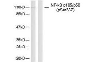 Western blot analysis of extracts from MDA-MB-435 cells, using NF-kappaB p105/p50 (Phospho-Ser337) Antibody. (NFKB1 抗体  (pSer337))