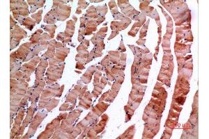 Immunohistochemistry (IHC) analysis of paraffin-embedded Mouse Muscle, antibody was diluted at 1:100. (INHBE 抗体  (C-Term))
