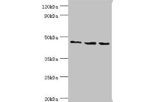 Western blot All lanes: Histone-binding protein RBBP7 antibody at 10 μg/mL Lane 1: A431 whole cell lysate Lane 2: NIH/3T3 whole cell lysate Lane 3: HepG2 whole cell lysate Secondary Goat polyclonal to rabbit IgG at 1/10000 dilution Predicted band size: 48, 53 kDa Observed band size: 48 kDa (RBBP7 抗体  (AA 1-230))