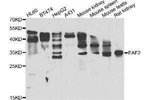 Western blot analysis of extracts of various cell lines, using EAF2 antibody (ABIN5974281) at 1/1000 dilution. (EAF2 抗体)