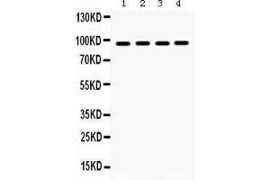 Anti- GRP94 Picoband antibody, Western blottingAll lanes: Anti GRP94  at 0. (GRP94 抗体  (AA 43-221))