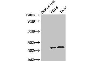 Immunoprecipitating PGLS in U251 whole cell lysate Lane 1: Rabbit control IgG instead of (1 μg) instead of ABIN7142705 in U251 whole cell lysate.