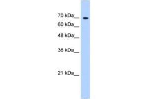 Western Blotting (WB) image for anti-Splicing Factor 4 (SF4) antibody (ABIN2462290) (Splicing Factor 4 抗体)