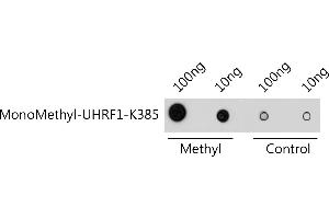 Dot-blot analysis of all sorts of methylation peptides using MonoMethyl-UHRF1-K385 antibody  at 1:1000 dilution. (UHRF1 抗体  (meLys385))