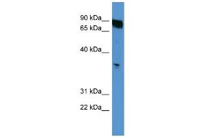 WB Suggested Anti-OR2K2 Antibody Titration: 0. (OR2K2 抗体  (C-Term))