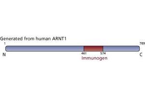 Image no. 3 for anti-Aryl Hydrocarbon Receptor Nuclear Translocator (ARNT) (AA 461-574) antibody (ABIN968356) (ARNT 抗体  (AA 461-574))