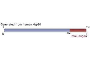 Image no. 1 for anti-Heat Shock Protein 90 (HSP90) (AA 586-732) antibody (ABIN967958) (HSP90 抗体  (AA 586-732))