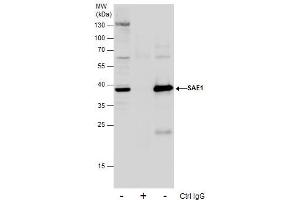Immunoprecipitation (IP) image for anti-SUMO1 Activating Enzyme Subunit 1 (SAE1) antibody (ABIN2856922)