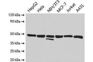 Western Blot Positive WB detected in: HepG2 whole cell lysate, Hela whole cell lysate, NIH/3T3 whole cell lysate, MCF-7 whole cell lysate, Jurkat whole cell lysate, A431 whole cell lysate All lanes: ENO1 antibody at 2. (ENO1 抗体  (AA 2-428))