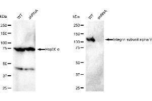 Western blotting analysis using Integrin subunit alpha V antibody (ABIN7800943). (CD51 抗体)