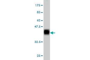 Western Blot detection against Immunogen (37. (Antizyme Inhibitor 1 抗体  (AA 339-447))