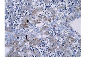 Image no. 1 for anti-Regulator of G-Protein Signaling 9 (RGS) (AA 230-279) antibody (ABIN202538) (RGS 抗体  (AA 230-279))
