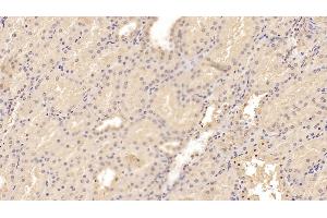Detection of ADPN in Porcine Kidney Tissue using Monoclonal Antibody to Adiponectin (ADPN) (ADIPOQ 抗体  (AA 18-243))