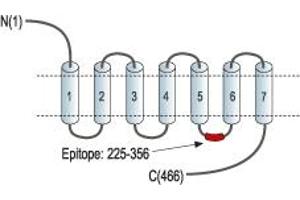 Representative domain view of the target of ABIN7884879.
