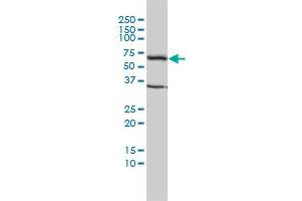 TCP1 alpha/CCTA anticorps  (AA 1-556)