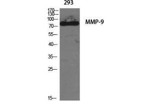 Western Blot (WB) analysis of specific cells using MMP-9 Polyclonal Antibody. (MMP 9 抗体  (C-Term))