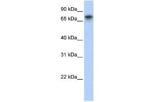 Western Blotting (WB) image for anti-Tripartite Motif Containing 29 (TRIM29) antibody (ABIN2457958) (TRIM29 抗体)