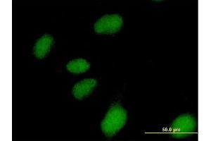 Immunofluorescence of purified MaxPab antibody to NUBP1 on HeLa cell. (NUBP1 抗体  (AA 1-320))