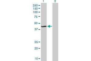 Western Blot analysis of KMO expression in transfected 293T cell line by KMO MaxPab polyclonal antibody. (KMO 抗体  (AA 1-407))