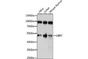 Western blot analysis of extracts of various cell lines, using UBR7 antibody (ABIN6293313) at 1:1000 dilution. (UBR7 抗体)