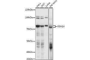 Western blot analysis of extracts of various cell lines, using RBM14 antibody (ABIN6133649, ABIN6146760, ABIN6146762 and ABIN6217049) at 1:1000 dilution. (RBM14 抗体  (AA 500-600))