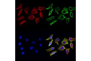 ABIN6264119 and ABIN6272974 staining Hela cells by IF/ICC. (PDLIM7 抗体  (N-Term))