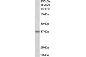AP23220PU-N POLDIP2 antibody staining of Mouse Liver lysate at 2 µg/ml (35µg protein in RIPA buffer). (POLDIP2 抗体  (Internal Region))