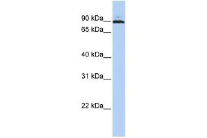 WB Suggested Anti-PEO1 Antibody Titration:  0. (C10orf2 抗体  (Middle Region))