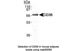 Image no. 2 for anti-CD36 (CD36) antibody (ABIN363244) (CD36 抗体)