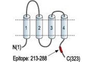 Representative domain view of the target of ABIN7884817.
