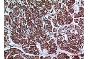 Immunohistochemistry (IHC) analysis of paraffin-embedded Human Pancreas, antibody was diluted at 1:100.