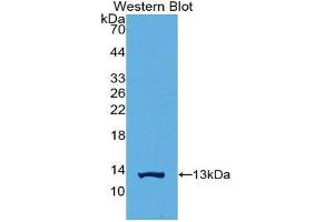 Western Blotting (WB) image for anti-High Mobility Group Nucleosome Binding Domain 1 (HMGN1) (AA 14-100) antibody (ABIN1859181) (HMGN1 抗体  (AA 14-100))