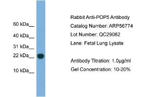 Western Blotting (WB) image for anti-Processing of Precursor 5, Ribonuclease P/MRP Subunit (POP5) (Middle Region) antibody (ABIN2786895)