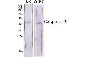 Western Blot (WB) analysis of specific cells using Caspase-9 Polyclonal Antibody. (Caspase 9 抗体  (Ser203))