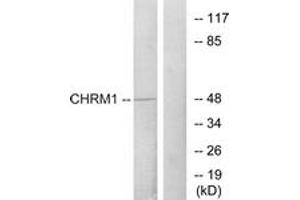 Western blot analysis of extracts from HepG2 cells, using CHRM1 Antibody. (CHRM1 抗体  (AA 295-344))