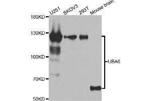 Western blot analysis of extracts of various cell lines, using UBA6 antibody (ABIN5975585) at 1/1000 dilution. (UBA6 抗体)
