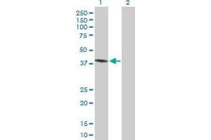 Western Blot analysis of PECI expression in transfected 293T cell line by PECI MaxPab polyclonal antibody. (PECI/ECI2 抗体  (AA 1-364))