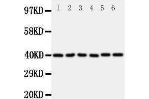 Western Blotting (WB) image for anti-WNT1 Inducible Signaling Pathway Protein 1 (WISP1) (AA 354-367), (C-Term) antibody (ABIN3043974) (WISP1 抗体  (C-Term))