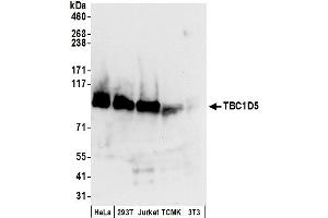 anti-TBC1 Domain Family, Member 5 (TBC1D5) (AA 745-795) antibody