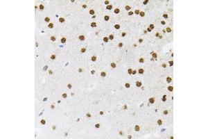 Immunohistochemistry of paraffin-embedded mouse brain using FAF1 antibody (ABIN5975642) (40x lens). (FAF1 抗体)