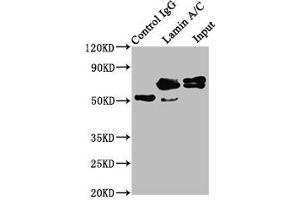 Immunoprecipitating Lamin A/C in Hela whole cell lysate Lane 1: Rabbit control IgG instead of ABIN7127601 in Hela whole cell lysate. (Recombinant Lamin A/C 抗体)
