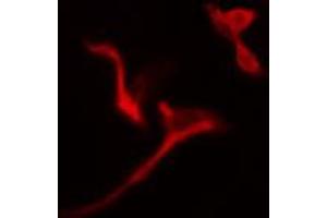 ABIN6274785 staining A549 cells by IF/ICC.
