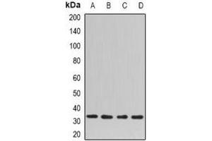 Western blot analysis of SNAP-gamma expression in Hela (A), mouse spleen (B), mouse lung (C), rat brain (D) whole cell lysates.