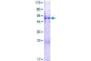 MESDC2 Protein (AA 1-234) (GST tag)