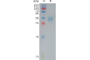 SDS-PAGE (SDS) image for Claudin 3 (CLDN3) (AA 144-156) protein (Fc Tag) (ABIN7491281)
