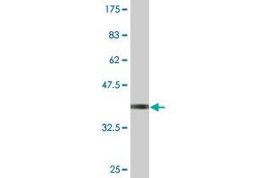 Western Blot detection against Immunogen (36. (EIF4H 抗体  (AA 1-100))