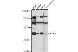 BZW2 抗体  (AA 190-300)