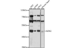 Western blot analysis of extracts of various cell lines, using BZW2 antibody (ABIN7265831) at 1:1000 dilution. (BZW2 抗体  (AA 190-300))