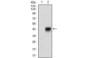 Western blot analysis using CDX2 mAb against HEK293 (1) and CDX2 (AA: 176-303)-hIgGFc transfected HEK293 (2) cell lysate.