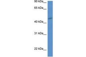 Image no. 1 for anti-Purinergic Receptor P2Y, G-Protein Coupled, 1 (P2RY1) (AA 180-229) antibody (ABIN6747233)